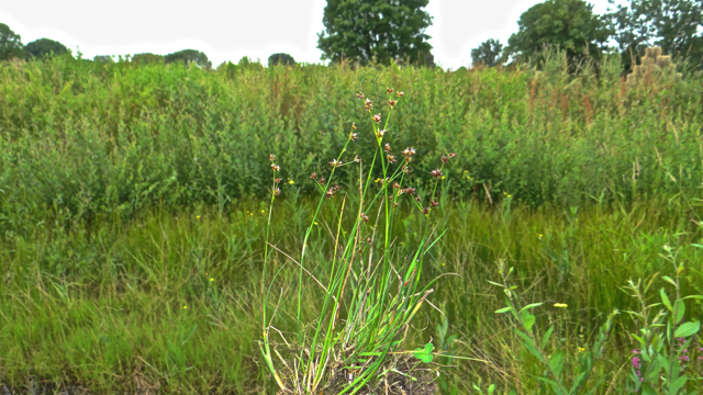 Zomprus - Juncus articulatus