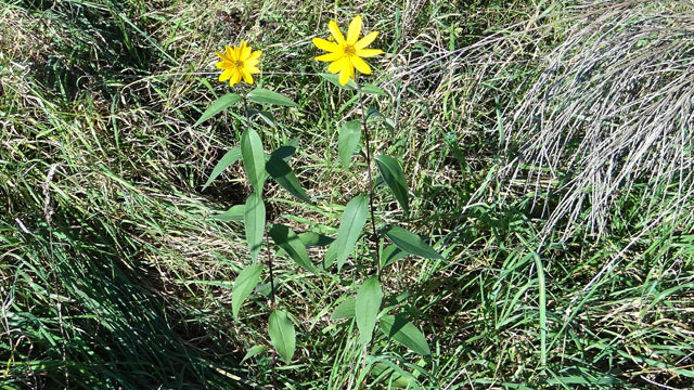 Stijve zonnebloem - Helianthus x laetiflorus