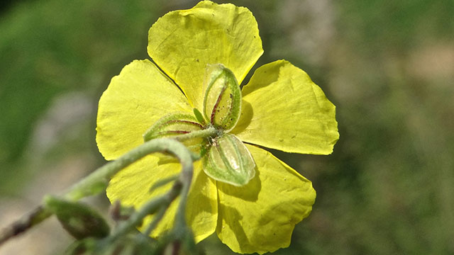 Geel zonneroosje - Helianthemum nummularium