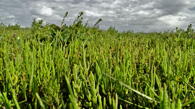 Langarige zeekraal - Salicornia procumbens s. procumbens