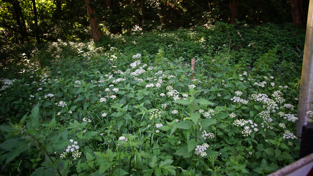 Zevenblad - Aegopodium podagraria