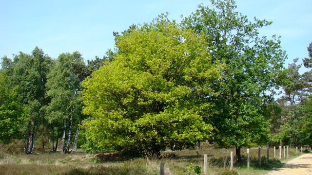 Zomereik - Quercus robur