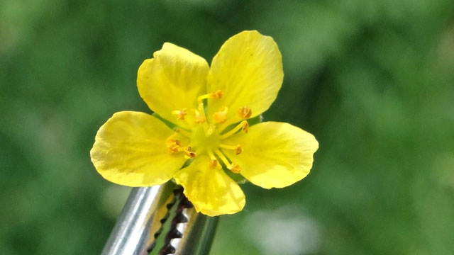 Gewone agrimonie - Agrimonia eupatoria