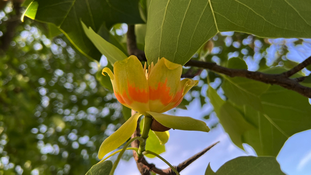 Amerikaanse tulpenboom - Liriodendron tulipifera