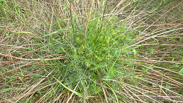 Wilde averuit - Artemisia campestris s. campestris