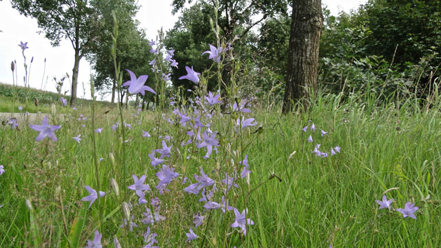 Rapunzelklokje - Campanula rapunculus