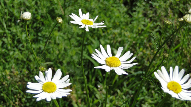 Reukeloze kamille - Tripleurospermum maritimum