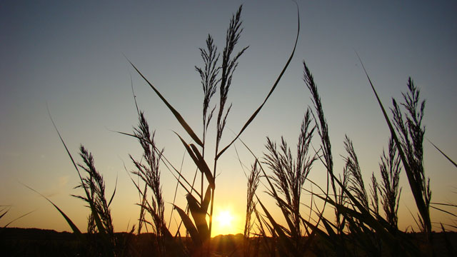 Riet - Phragmites australis