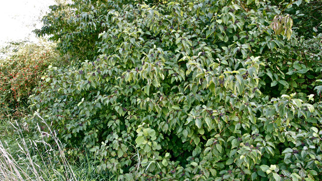 Rode kornoelje - Cornus sanguinea