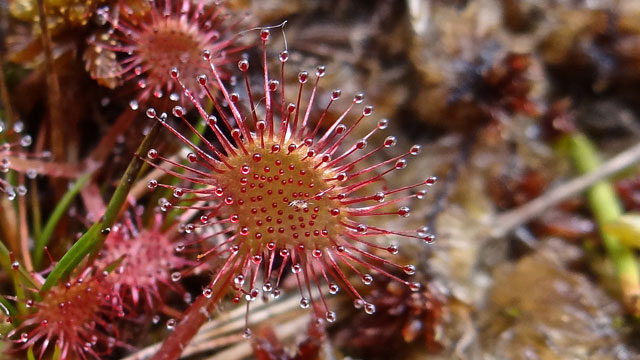 Ronde zonnedauw - Drosera rotundifolia