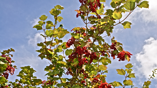 Gelderse roos - Viburnum opulus