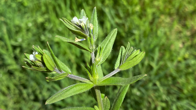 Ruw parelzaad - Lithospermum arvense