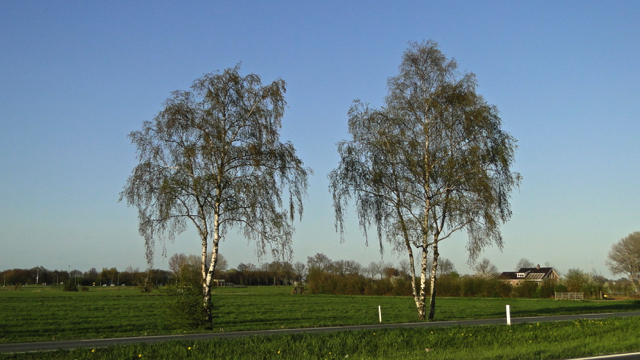 Ruwe berk - Betula pendula