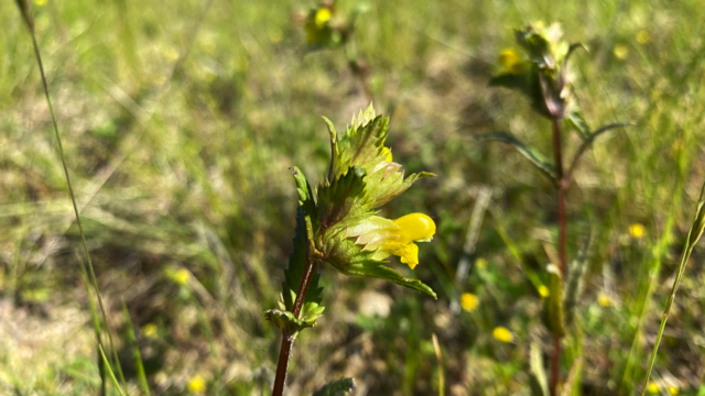 Kleine ratelaar - Rhinanthus minor