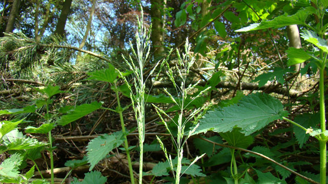 Ruw beemdgras - Poa trivialis