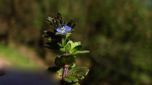 Veldereprijs - Veronica arvensis