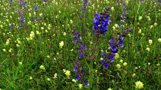 Veldsalie - Salvia pratensis