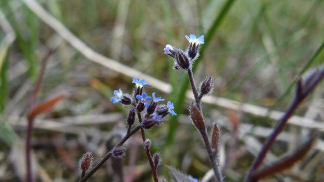 Ruw vergeet-mij-nietje - Myosotis ramosissima