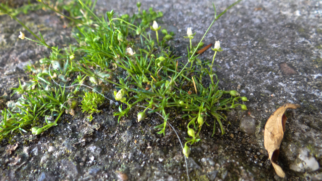 Liggende vetmuur - Sagina procumbens