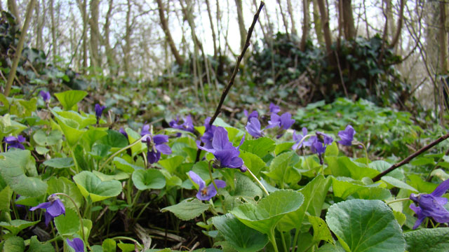 Maarts viooltje - viola odorata