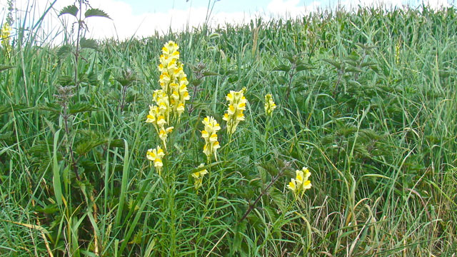 Vlasbekje - Linaria vulgaris