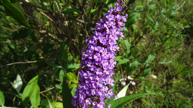 Vlinderstruik - Buddleja davidii