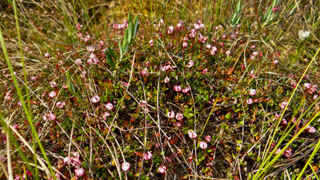 Kleine veenbes - Vaccinium oxycoccos 