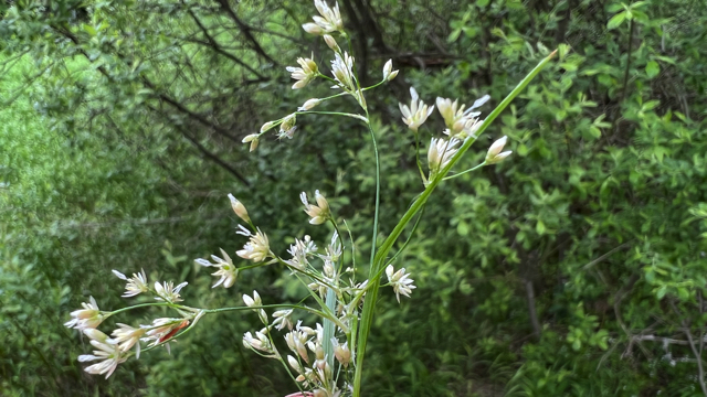 Witte veldbies - Luzula luzuloides