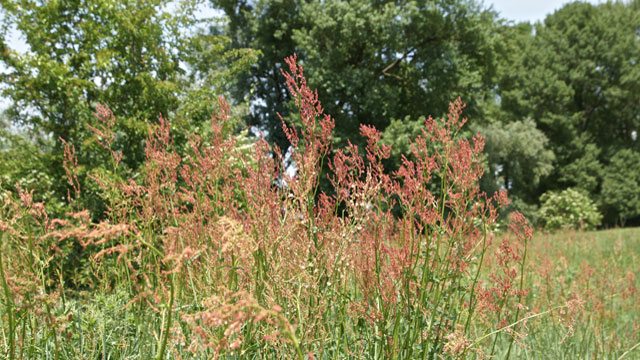 Veldzuring - Rumex acetosa