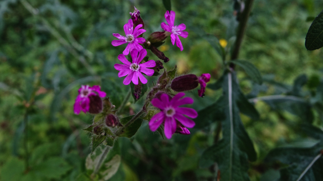 Dagkoekoeksbloem - Silene dioica