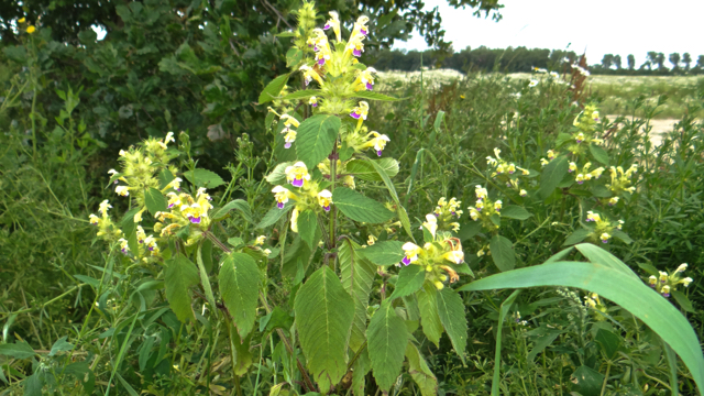 Dauwnetel - Galeopsis speciosa