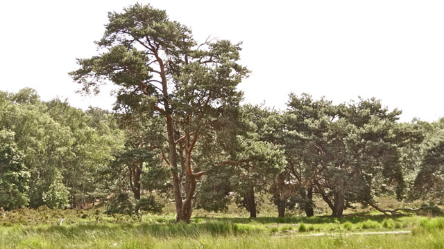 Grove den - Pinus sylvestris