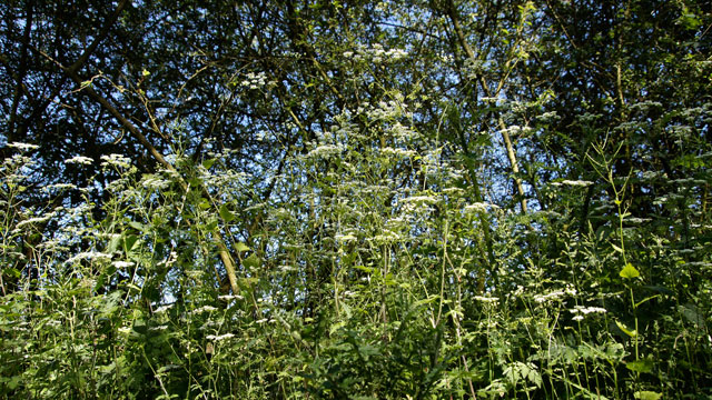 Dolle kervel - Chaerophyllum temulum