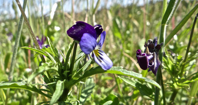 Driekleurig viooltje - Viola tricolor