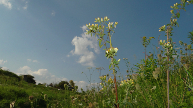 Donderkruid - Inula conyzae