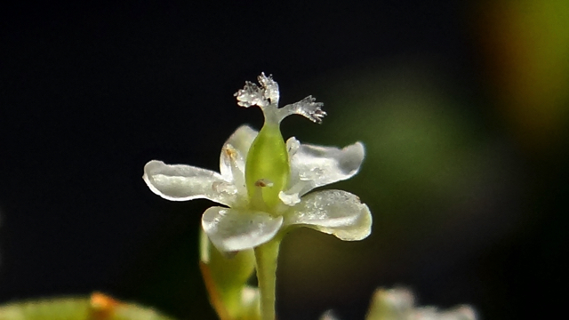 Japanse duizendknoop - Fallopia japonica