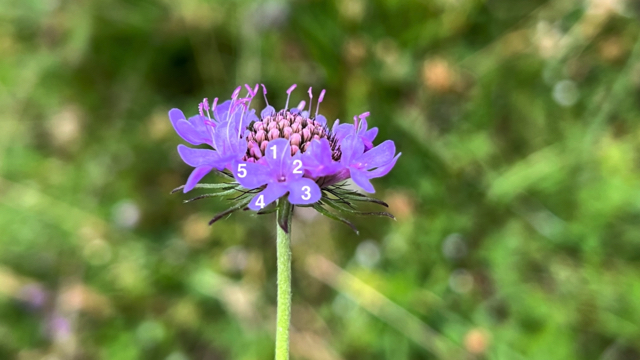 Duifkruid - Scabiosa columbaria