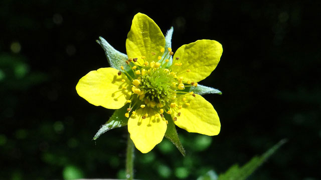 Geel nagelkruid - Geum urbanum