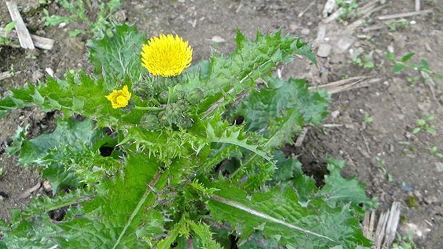 Gekroesde melkdistel - Sonchus asper