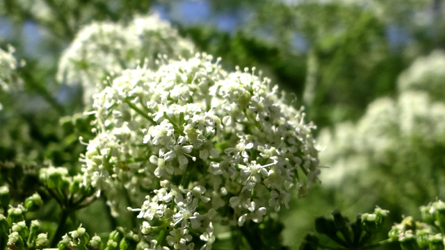 Gevlekte scheerling - Conium maculatum