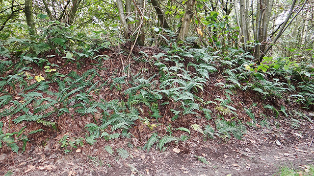 Gewone eikvaren - Polypodium vulgare