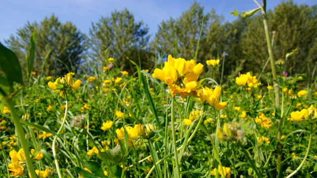 Gewone rolklaver - Lotus corniculatus