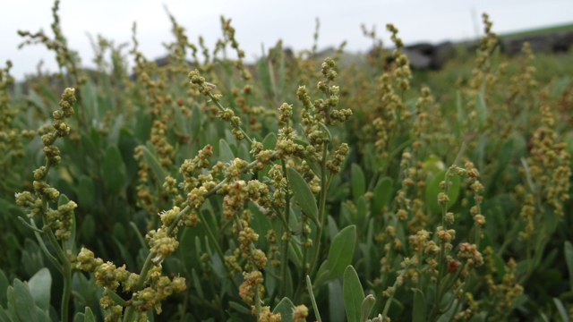 Gewone waternavel - Hydrocotyle vulgaris