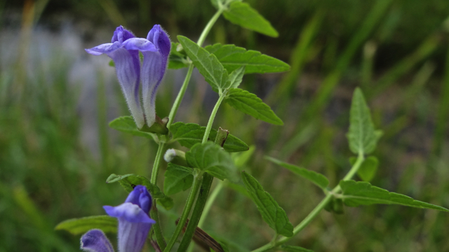 Blauw glidkruid - Scutellaria galericulata