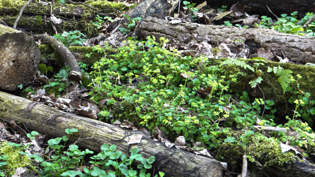 Verspreidbladig goudveil - Chrysosplenium alternifolium