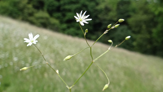 Grasmuur - Stellaria graminea