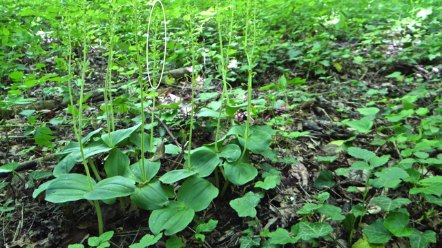 Grote keverorchis - Listera ovata