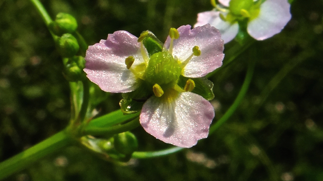 Grote waterweegbree - Alisma plantago-aquatica