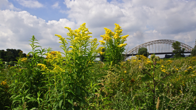 Late guldenroede - Solidago gigantea