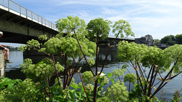 Grote engelwortel - Angelica archangelica